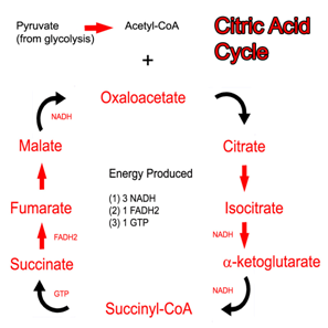 Stvaranje energije-ciklus limunske kiseline